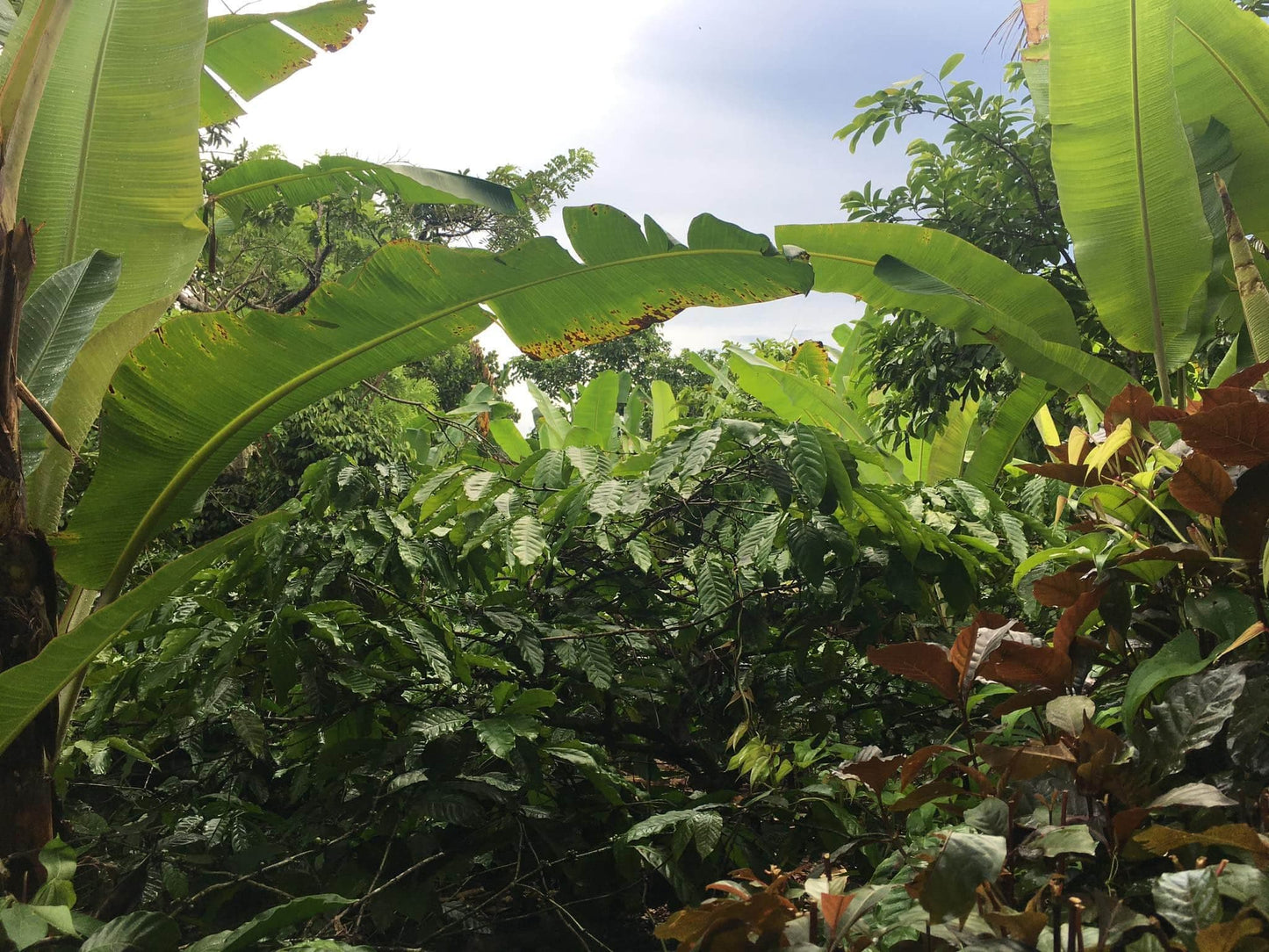 Low Cost Farm Lot in Indang Cavite
