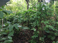 Load image into Gallery viewer, Super Affordable Farm Lot in Indang Cavite