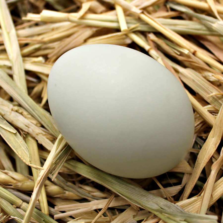 Duck Eggs