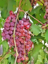 Load image into Gallery viewer, Grapes ( Seedless )