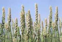 Load image into Gallery viewer, Psyllium Husk