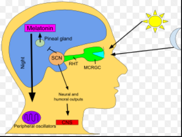 Melatonin