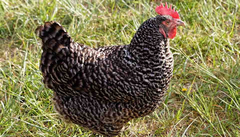 Plymouth Chicken Barred