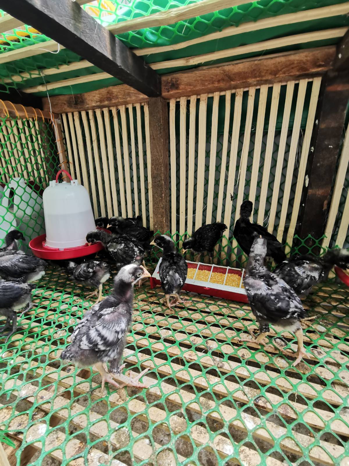 Plymouth Chicken Barred