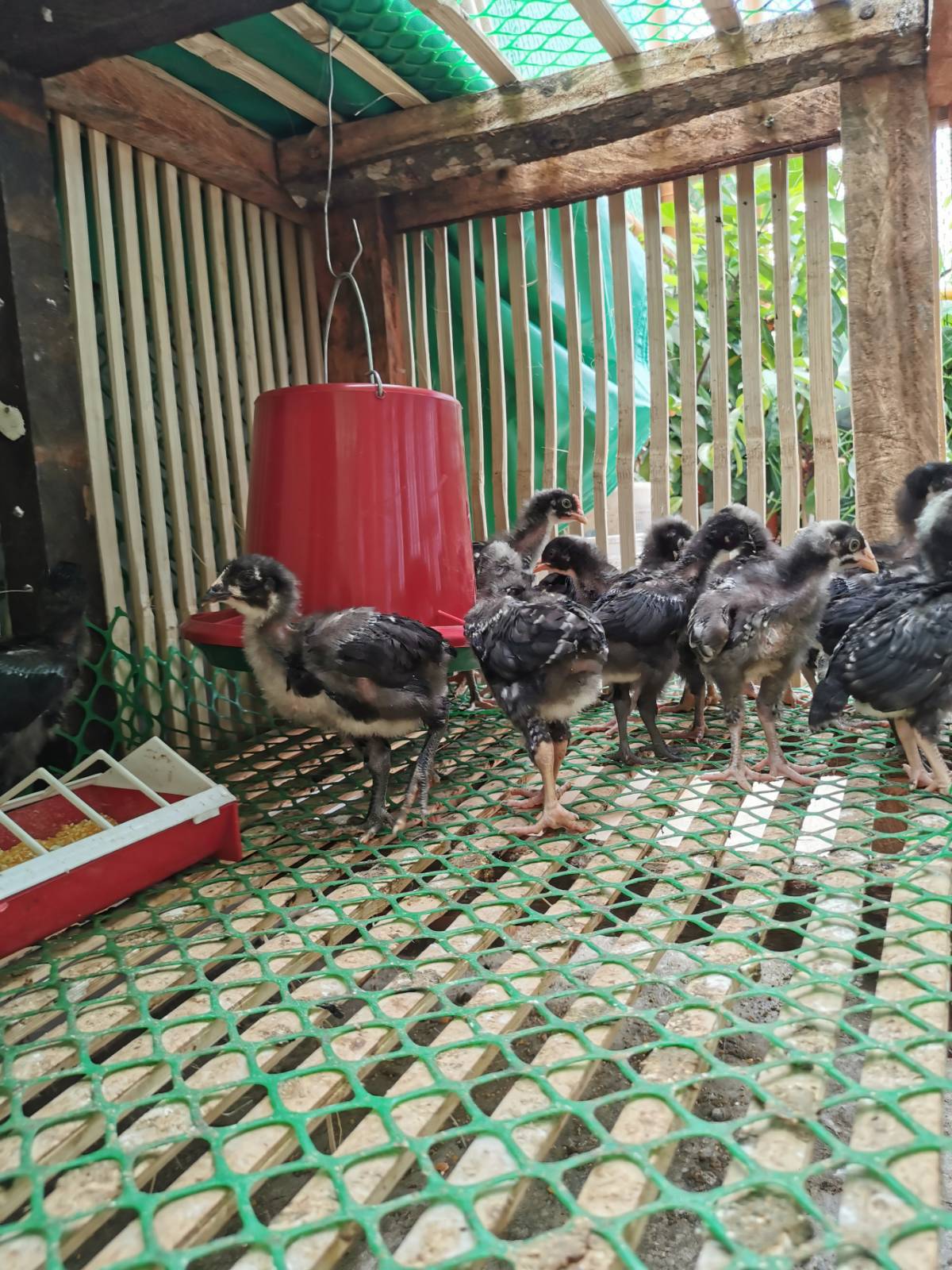 Plymouth Chicken Barred