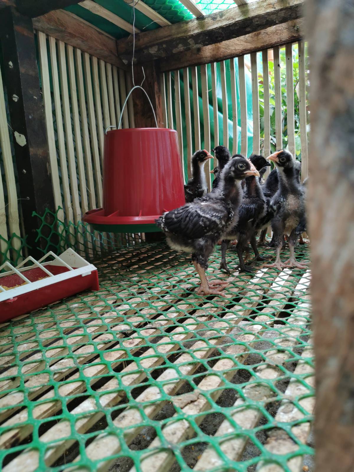 Plymouth Chicken Barred
