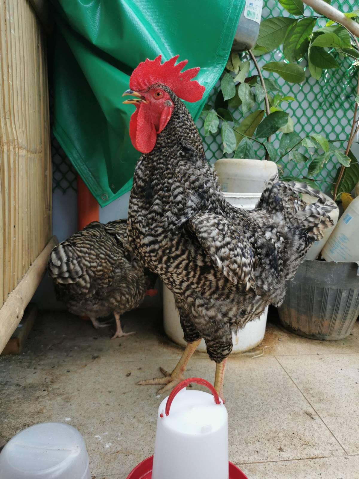 Plymouth Chicken Barred