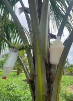 Organic Coconut Vinegar