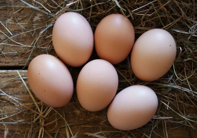 Plymouth Chicken Barred