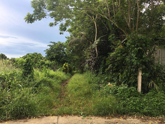 Low Cost Farm Lot in Indang Cavite