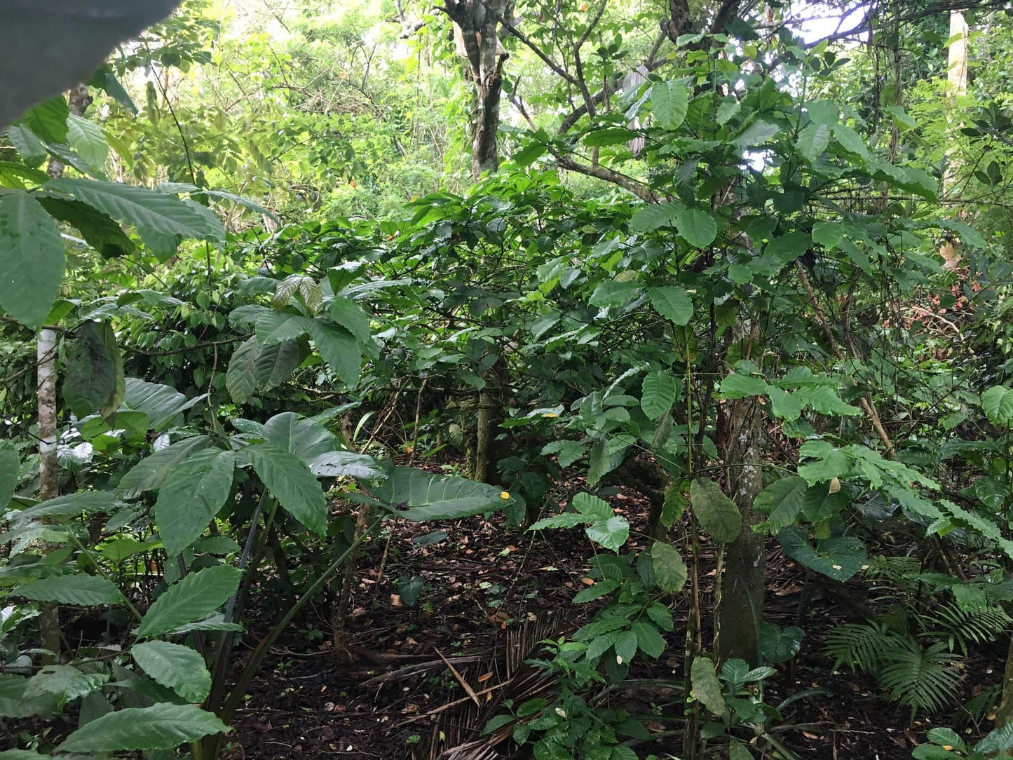 Super Affordable Farm Lot in Indang Cavite