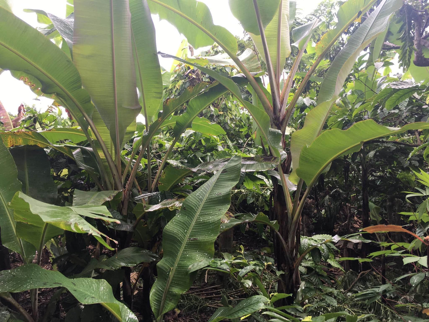 Super Affordable Farm Lot in Indang Cavite