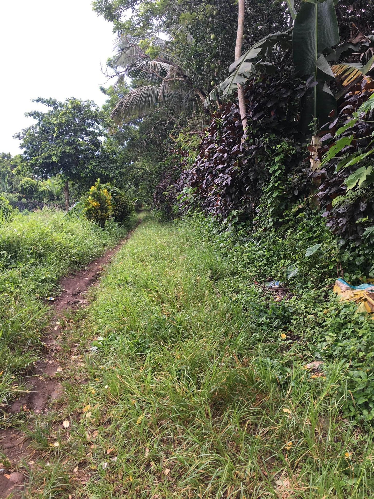 Super Affordable Farm Lot in Indang Cavite