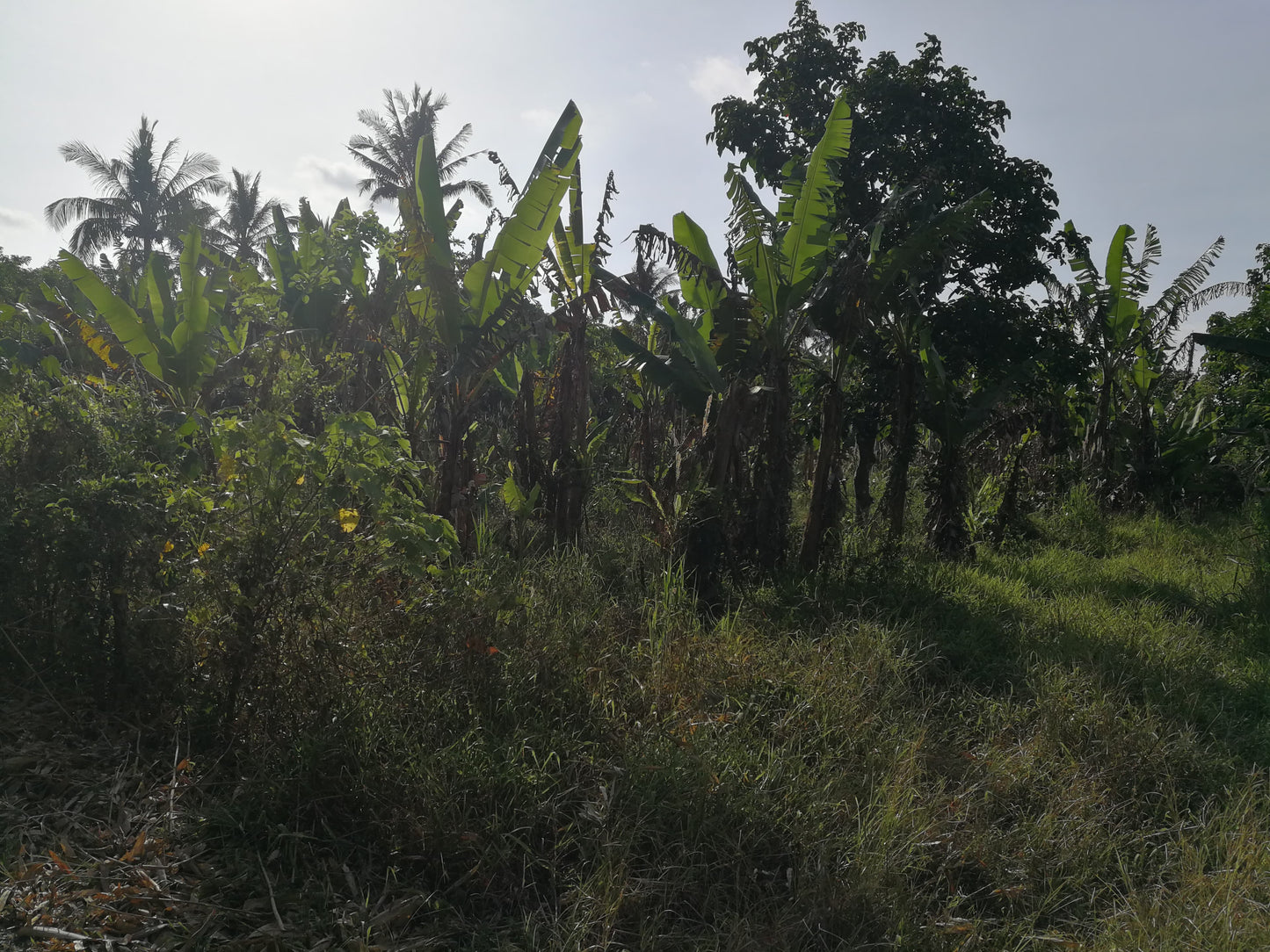 Affordable Farm Lot in Lumil Cavite