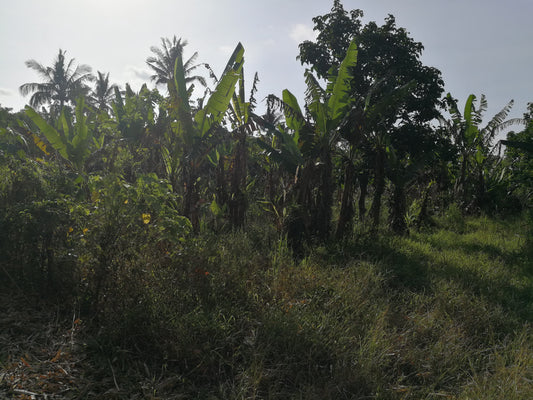 Affordable Farm Lot in Lumil Cavite
