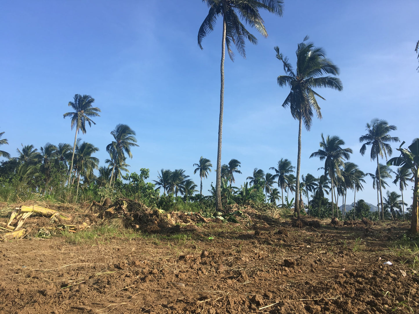 Farm / Residential Lot For Sale in Lumil Cavite - ( Subdivided Lots)