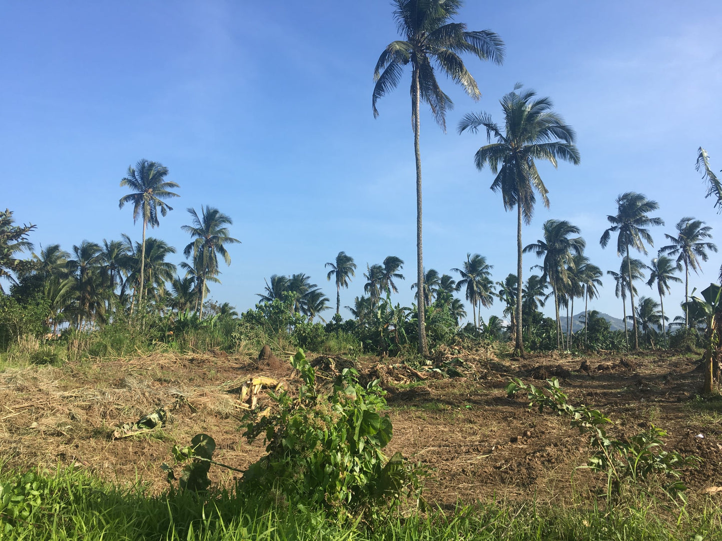 Farm / Residential Lot For Sale in Lumil Cavite - ( Subdivided Lots)