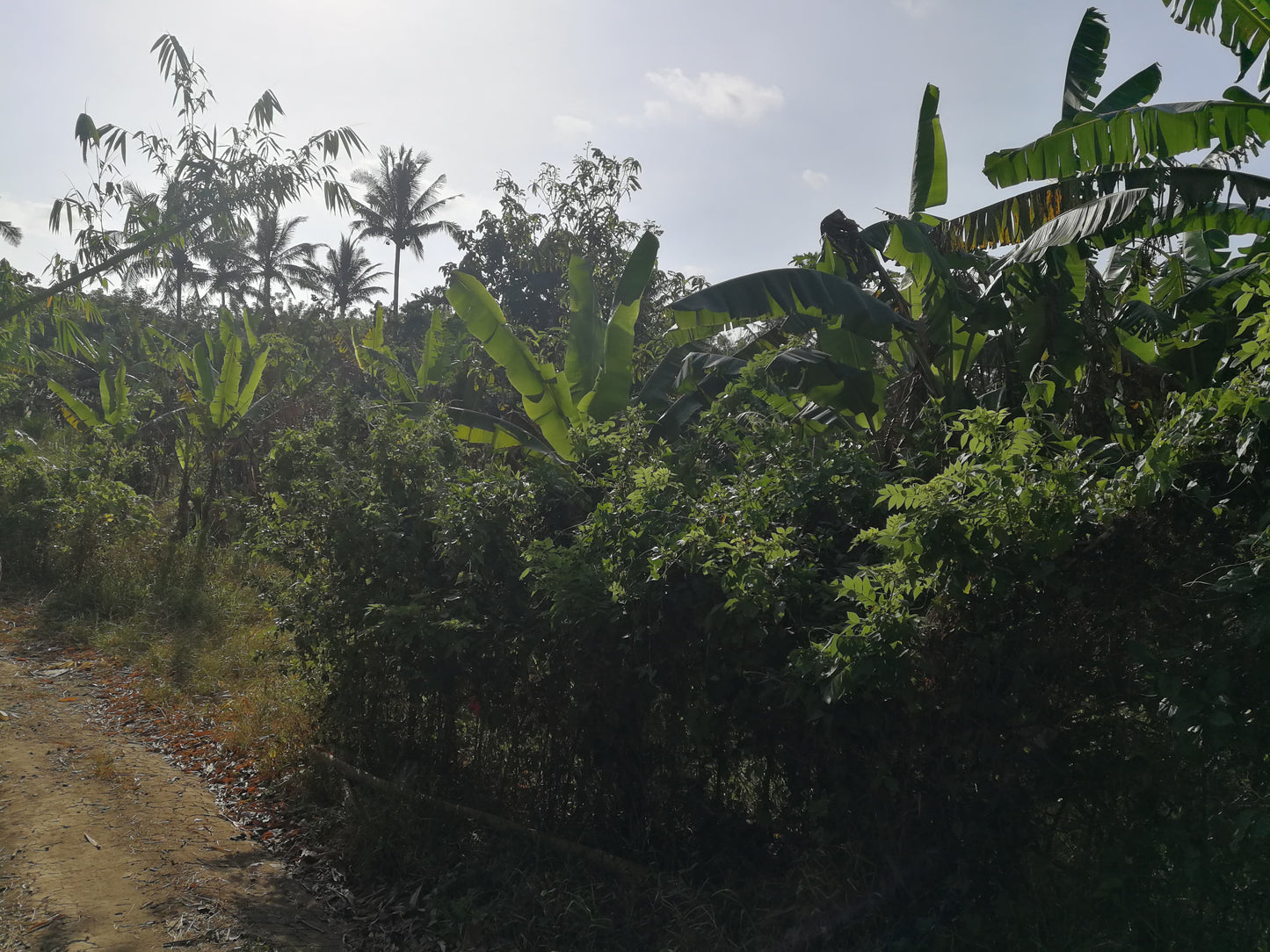 Affordable Farm Lot in Lumil Cavite