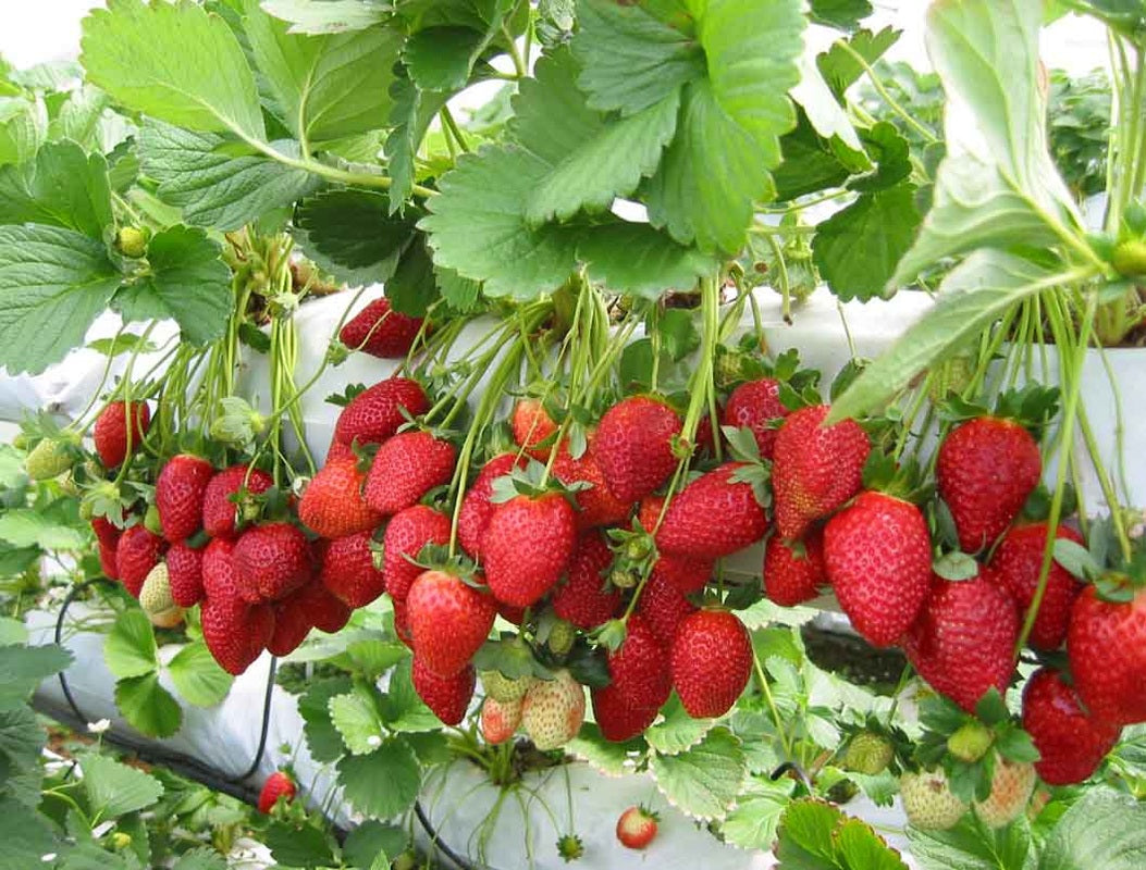 Great Earth Frozen Strawberry (907g)