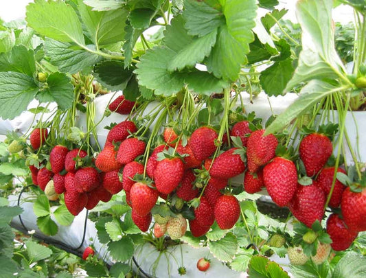 Great Earth Frozen Strawberry (907g)