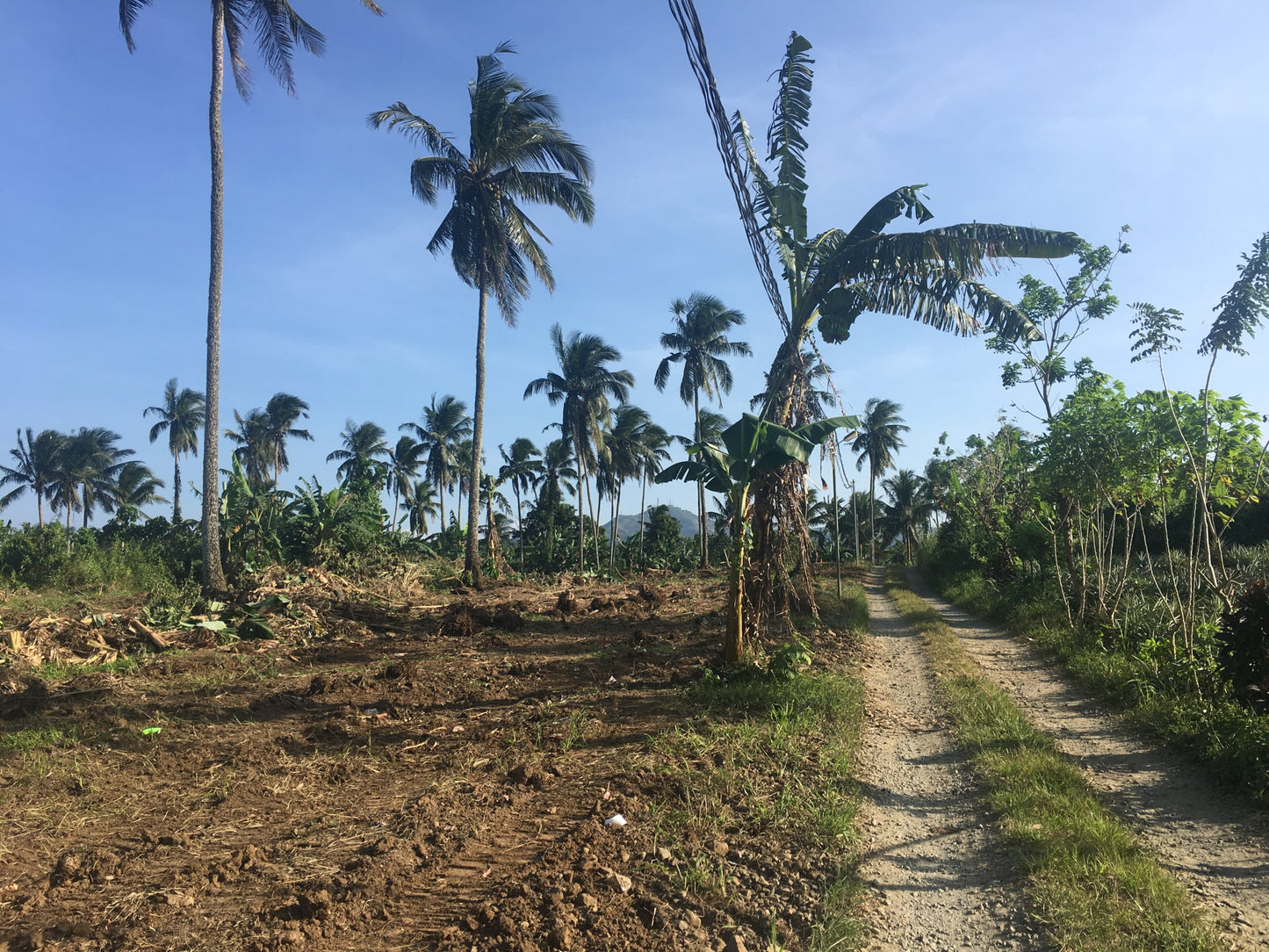 Farm / Residential Lot For Sale in Lumil Cavite - ( Subdivided Lots)