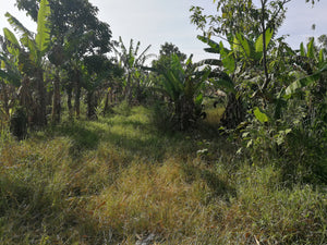 Affordable Farm Lot in Lumil Cavite