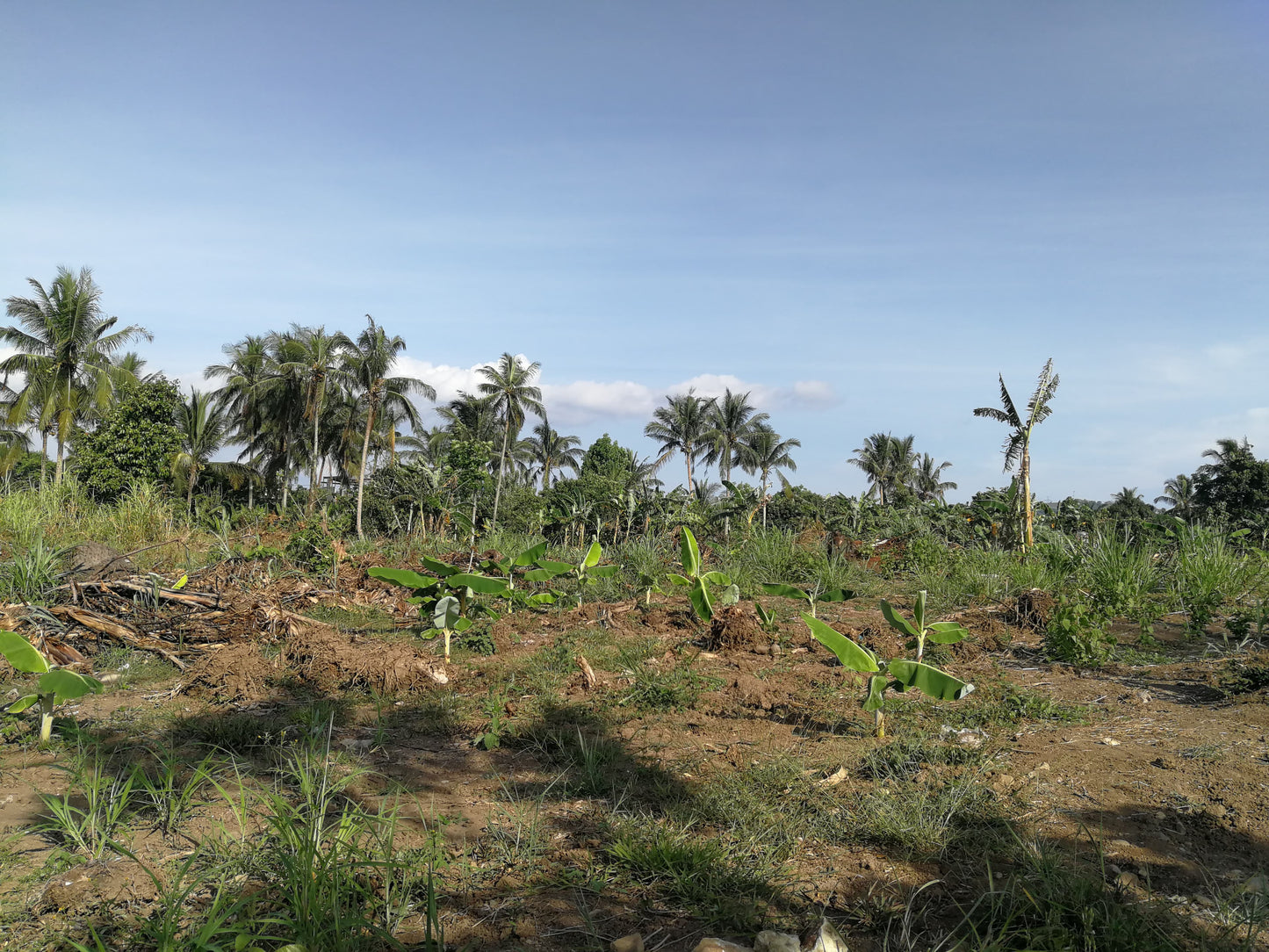 Farm / Residential Lot For Sale in Lumil Cavite - ( Subdivided Lots)
