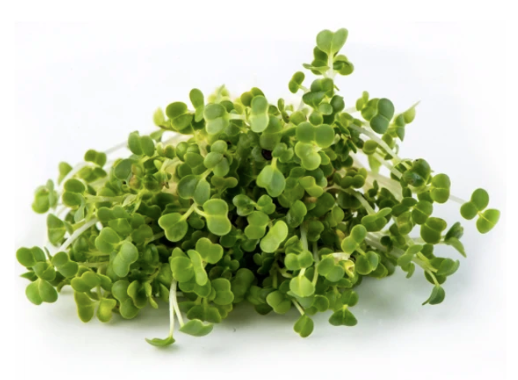 Microgreen Mizuna