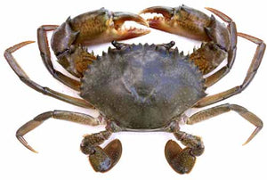 Alimango (Crab) /1kg