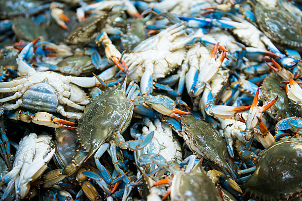 Crab Image 2