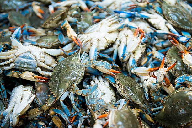 Alimasag (Blue Crab) /1kg