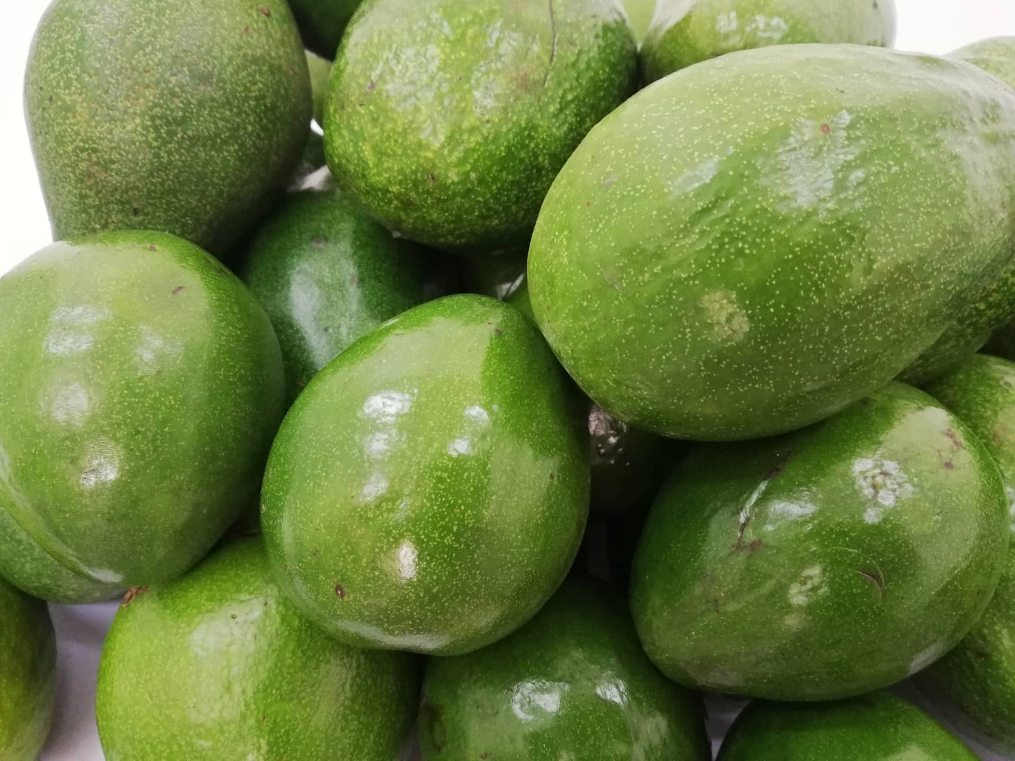 Avocado Fruit