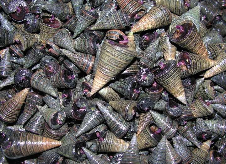 Suso, Bagongon (Horn Snail, Rodong, Berongan) /1kg
