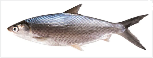Bangus (Milkfish) /1kg