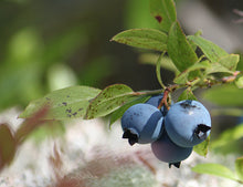 Load image into Gallery viewer, Blueberries (Dried Whole)