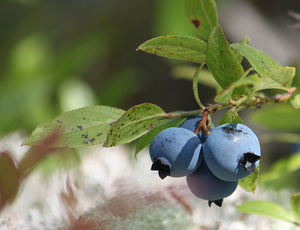 Blueberries (Dried Whole)
