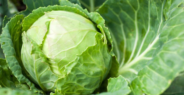 Repolyo (Cabbage) / 1 kg – The House Of Goodies