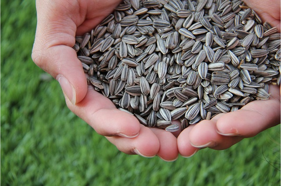 Sunflower Seeds (100 grams)