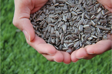 Load image into Gallery viewer, Sunflower Seeds (100 grams)
