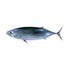 Tulingan (Mackerel Tuna) /1kg