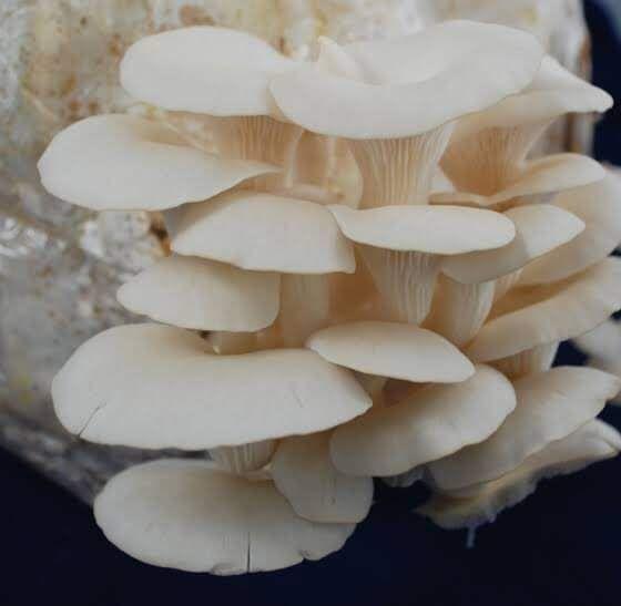 Fresh Mushroom